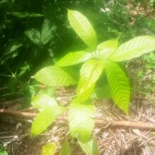 jeune plante de cacaoyer forastero criollo Kidufa_Mayumbe