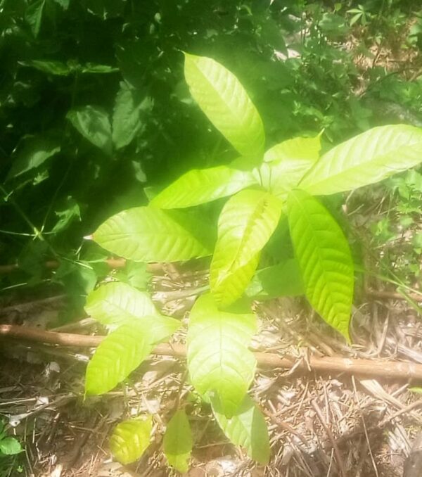 jeune plante de cacaoyer forastero criollo Kidufa_Mayumbe
