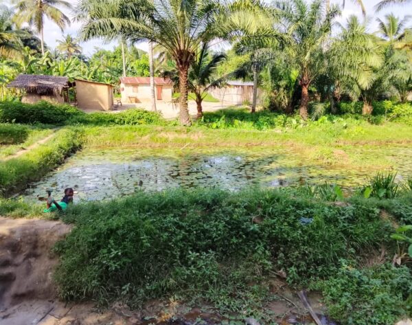 Etang des poissons chats à Sioni, Lukula Mayumbe