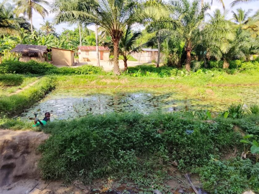 Etang des poissons chats à Sioni, Lukula Mayumbe