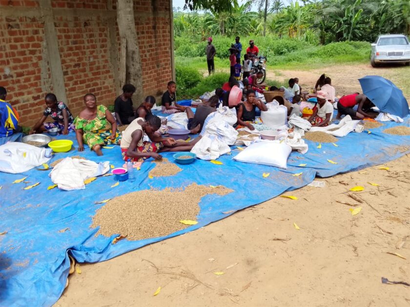 Femmes saisonière en train de trier le café décortiqué à lukula, Mayumbe