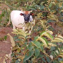 vache ferme sapisko