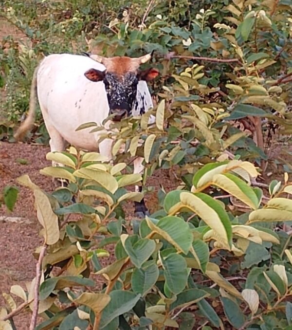 vache ferme sapisko