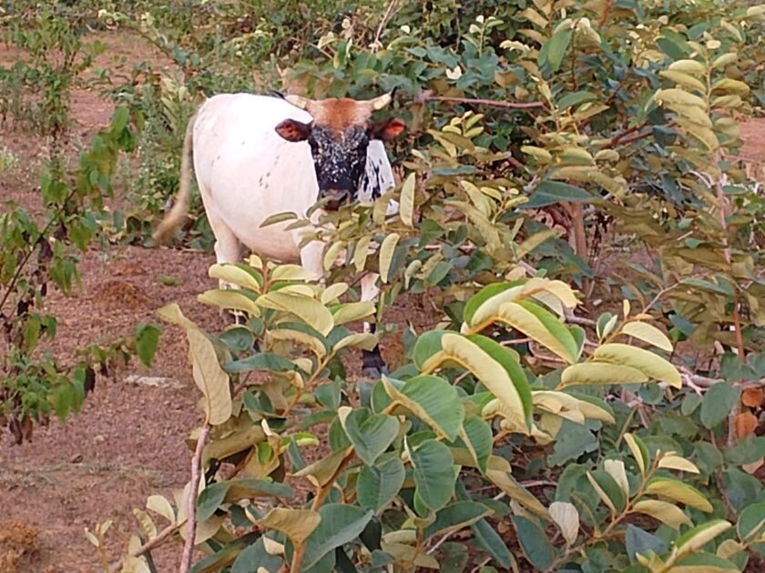 vache ferme sapisko